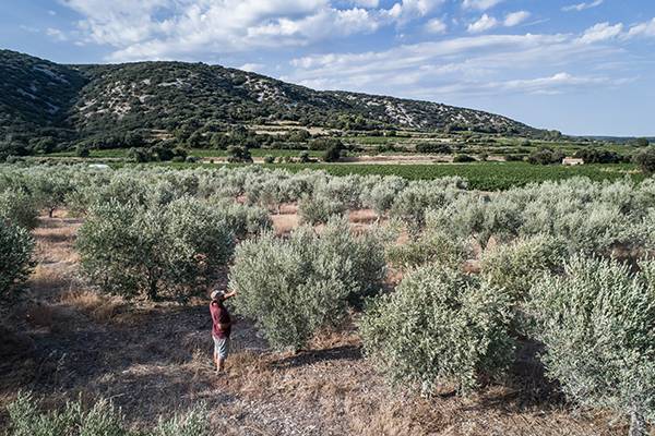 c monsieur nigel oléiculteur parcelle du pont du diable olivier octobre bd 7