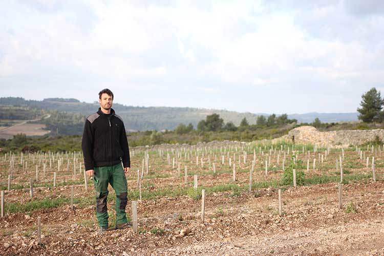 5 e minerve photo vignes1 cdavid blon